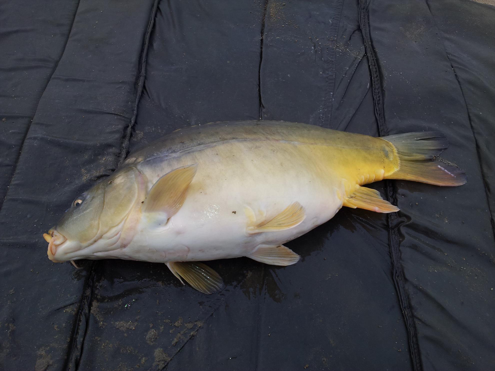 Balastiera Lipova 4 - 4 apr. - 20140404092358.jpg